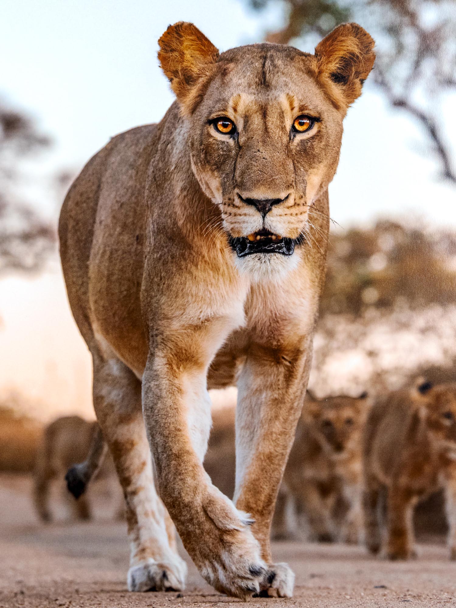 Mother's Pride
