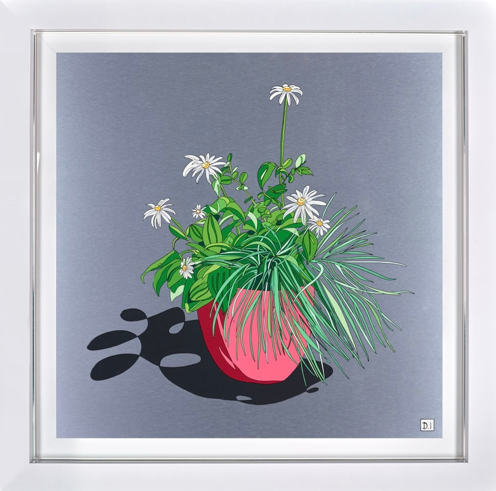 Oxeye Daisies