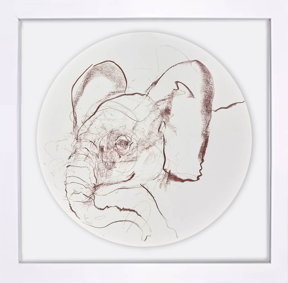 Young Elephant Sketch XVI