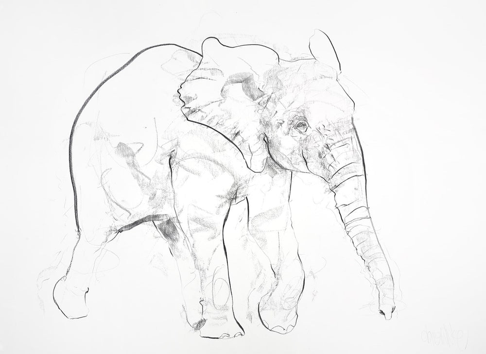 Young Elephant Sketch VII