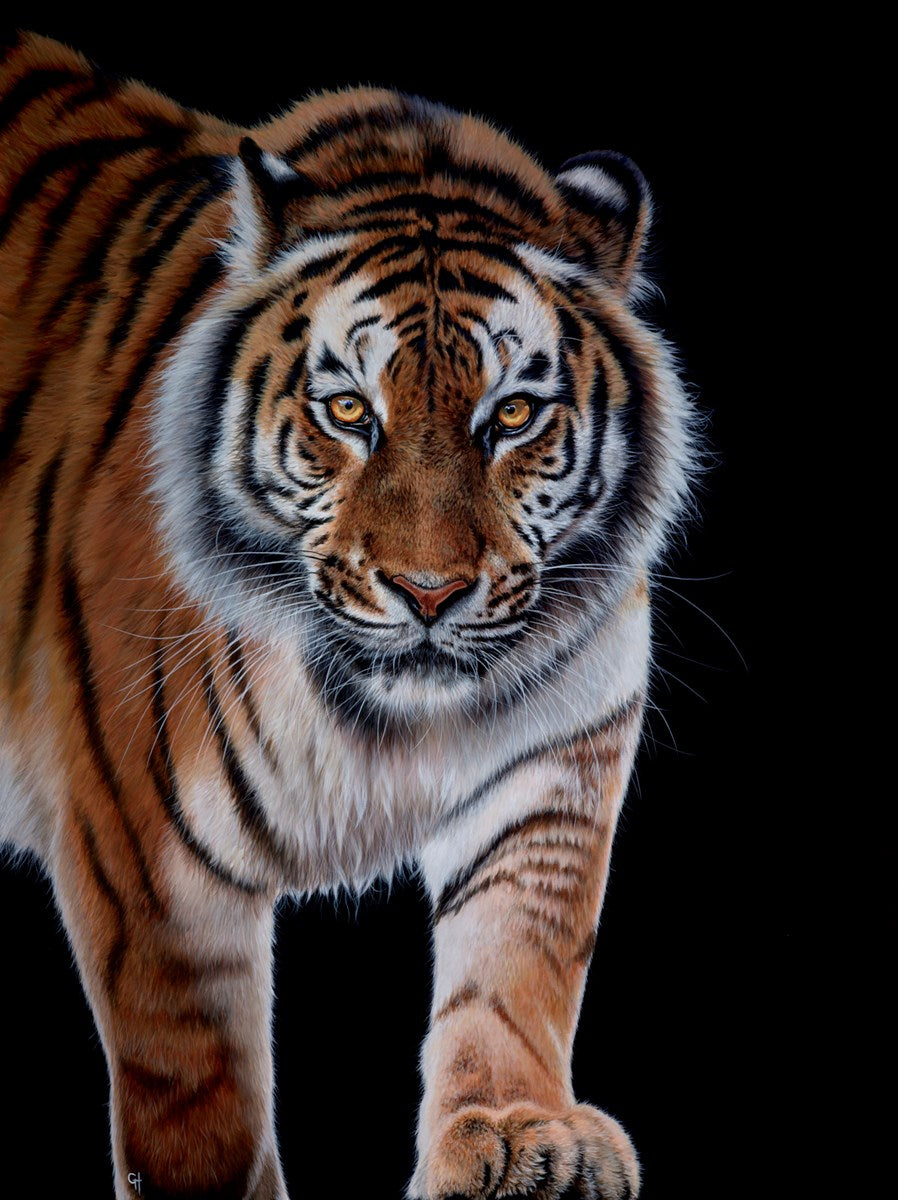 Stalking Tiger