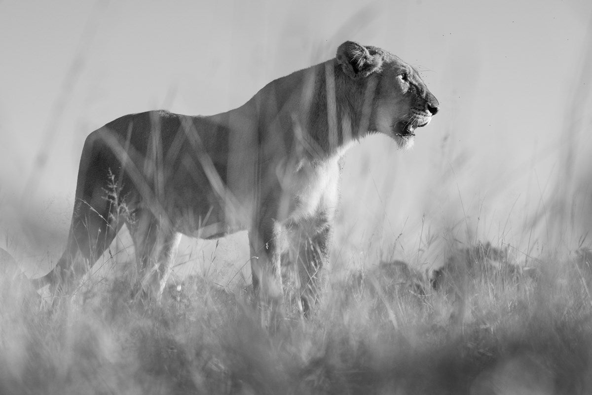 Predator
