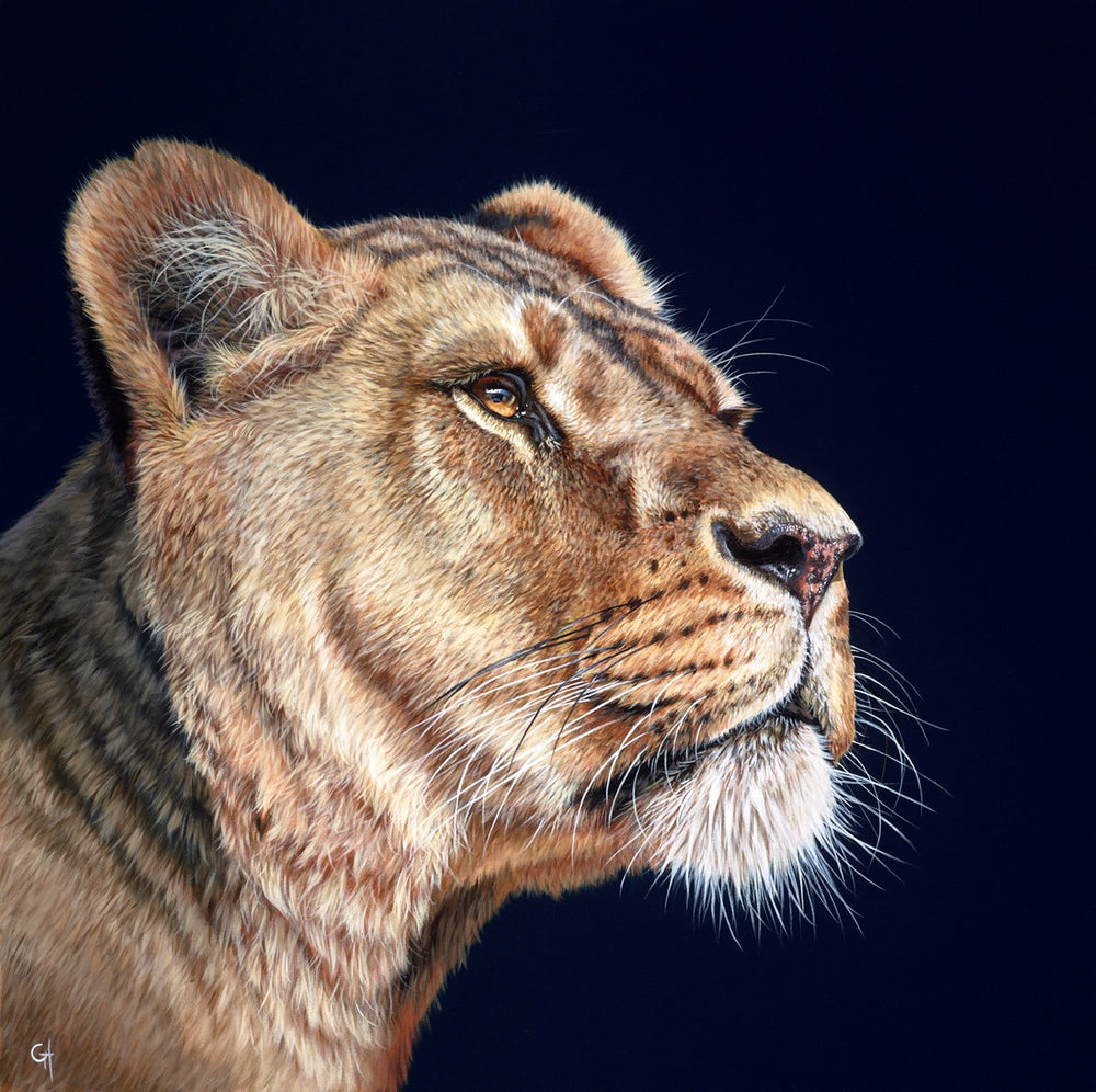 Lioness II