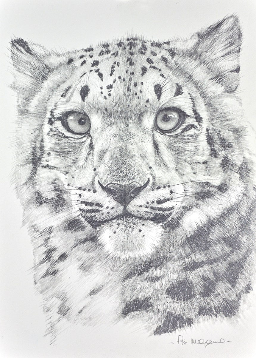 Snow Leopard Portrait II