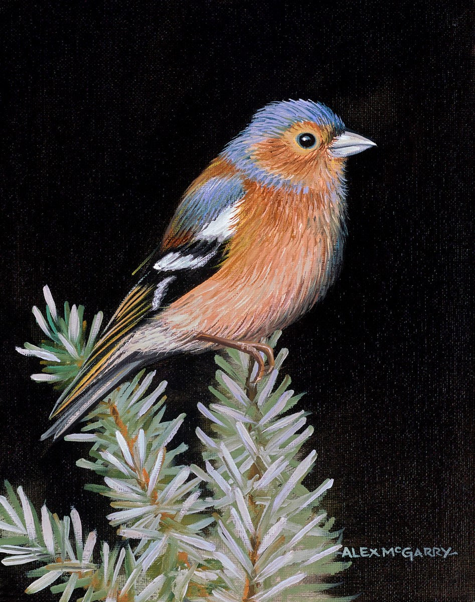 Chaffinch V