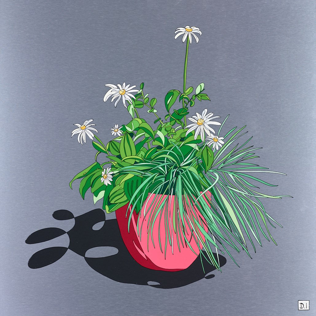 Oxeye Daisies