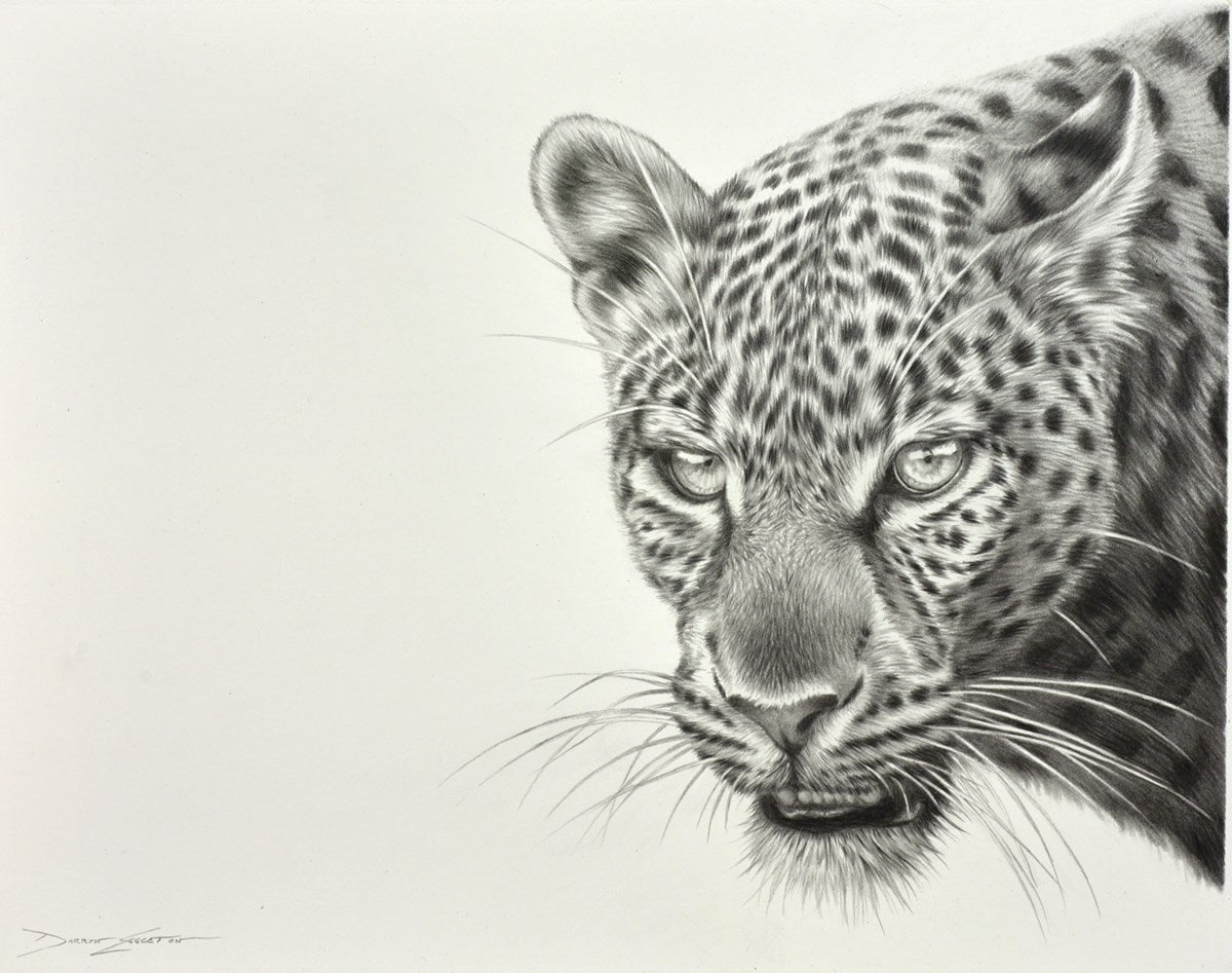 Leopard Study I
