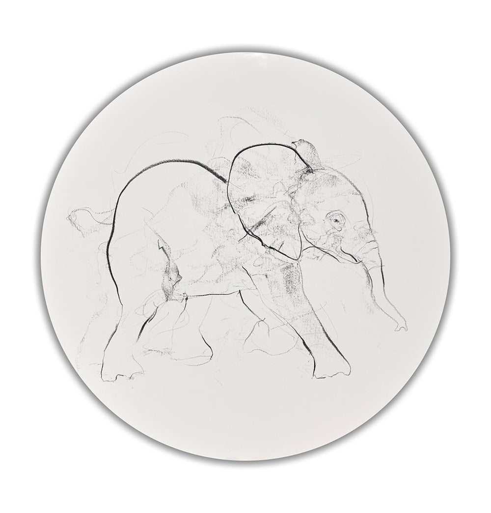 Elephant Study XXIX