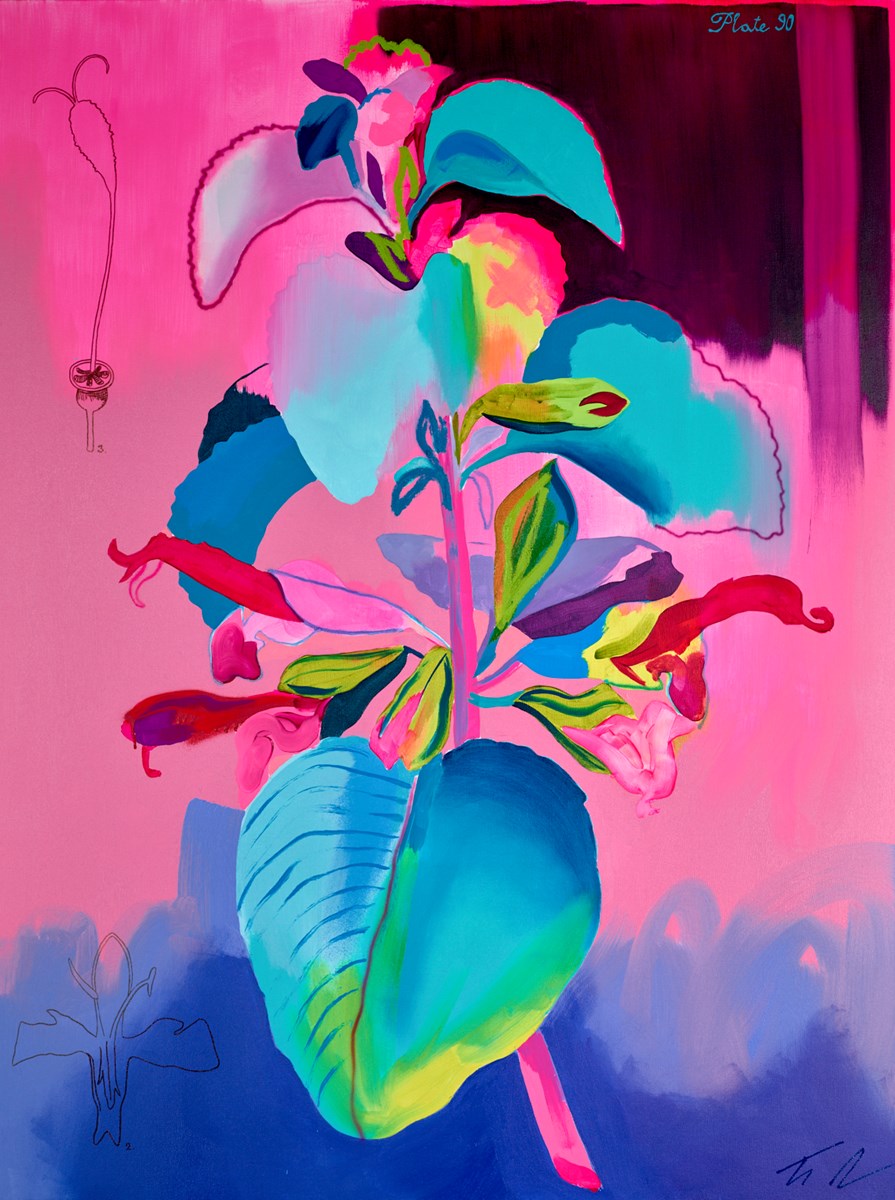 Salvia