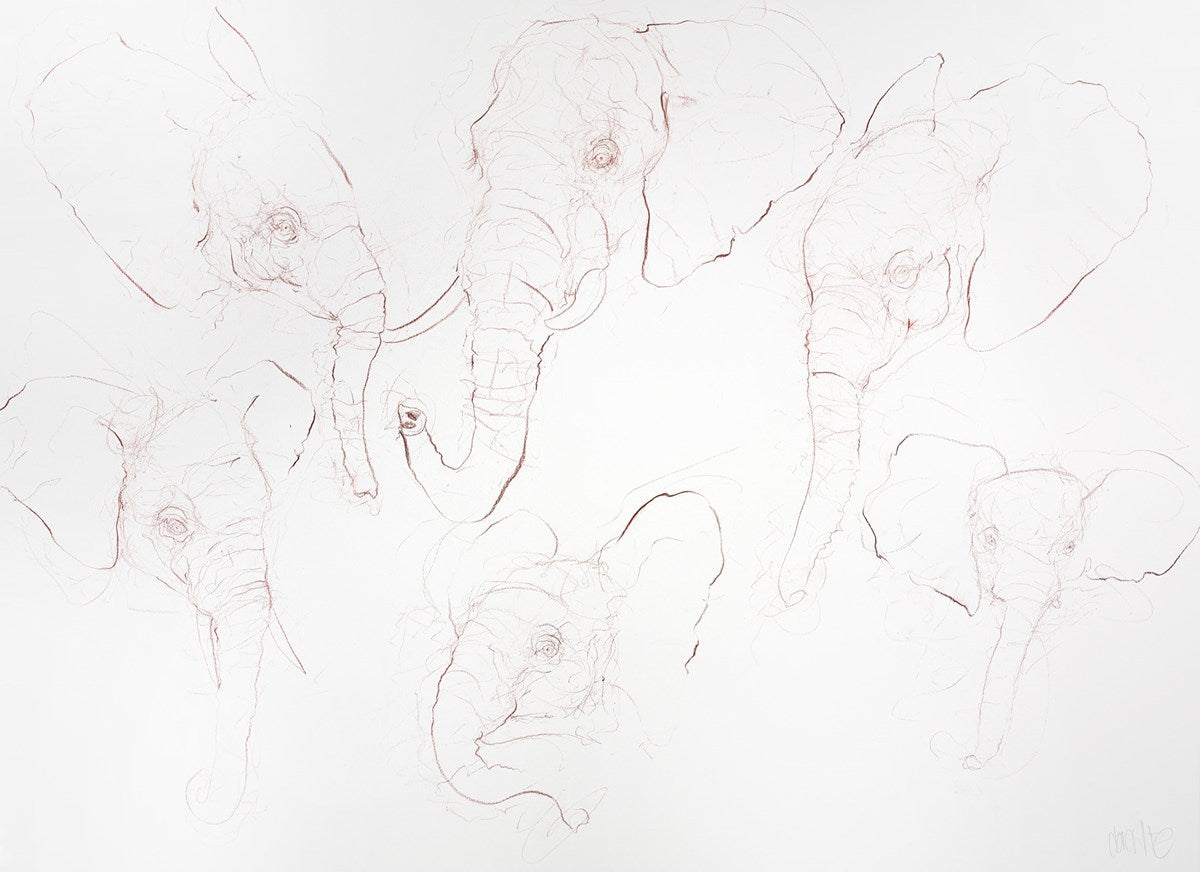 Elephant Study Sheet I