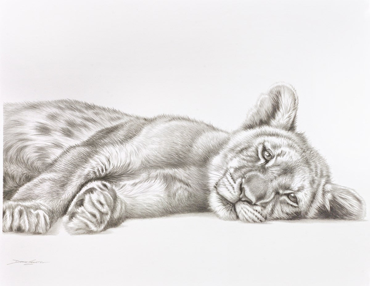 Lion Cub Resting