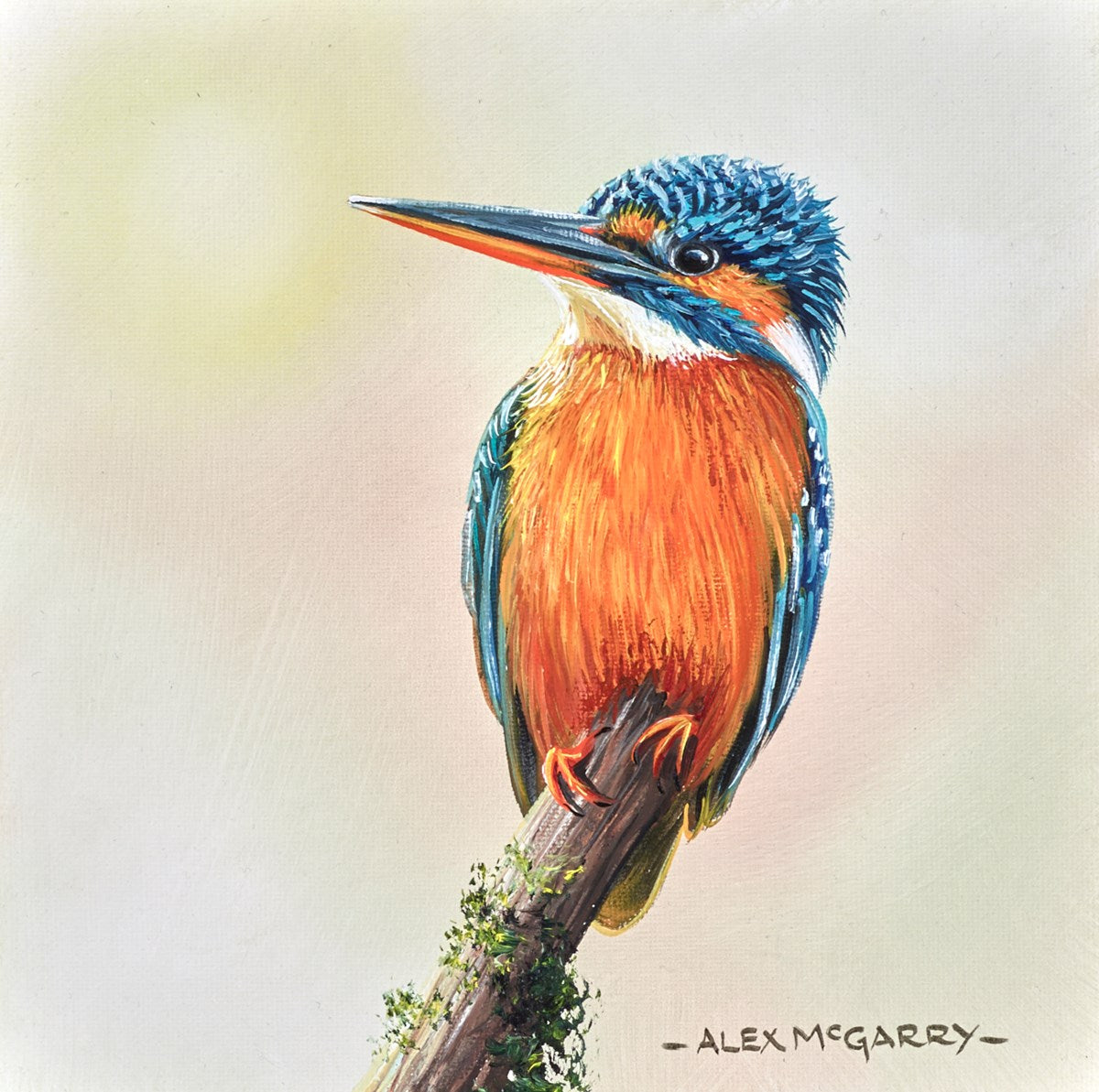Female Kingfisher