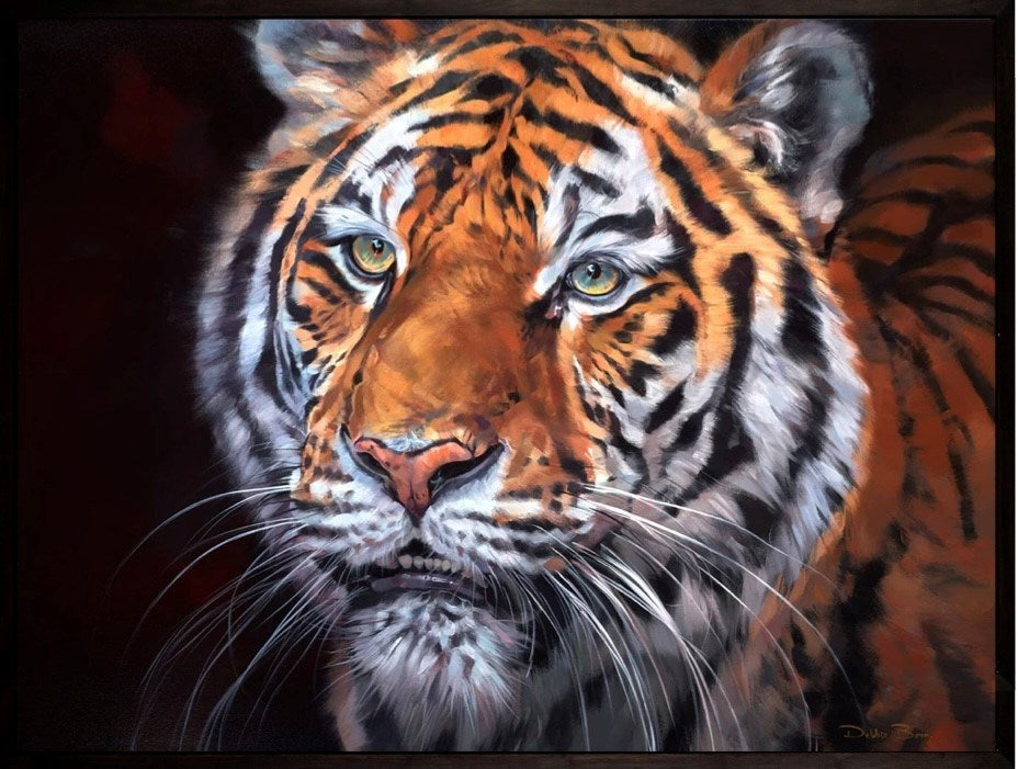 Sumatran Tiger- Rare Beauty (Framed)