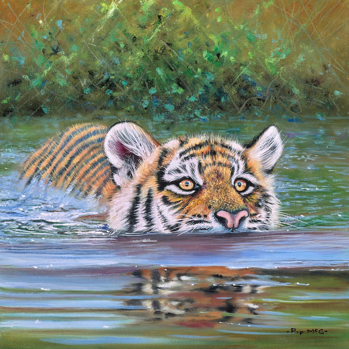 Young Tiger in the Sunderbans