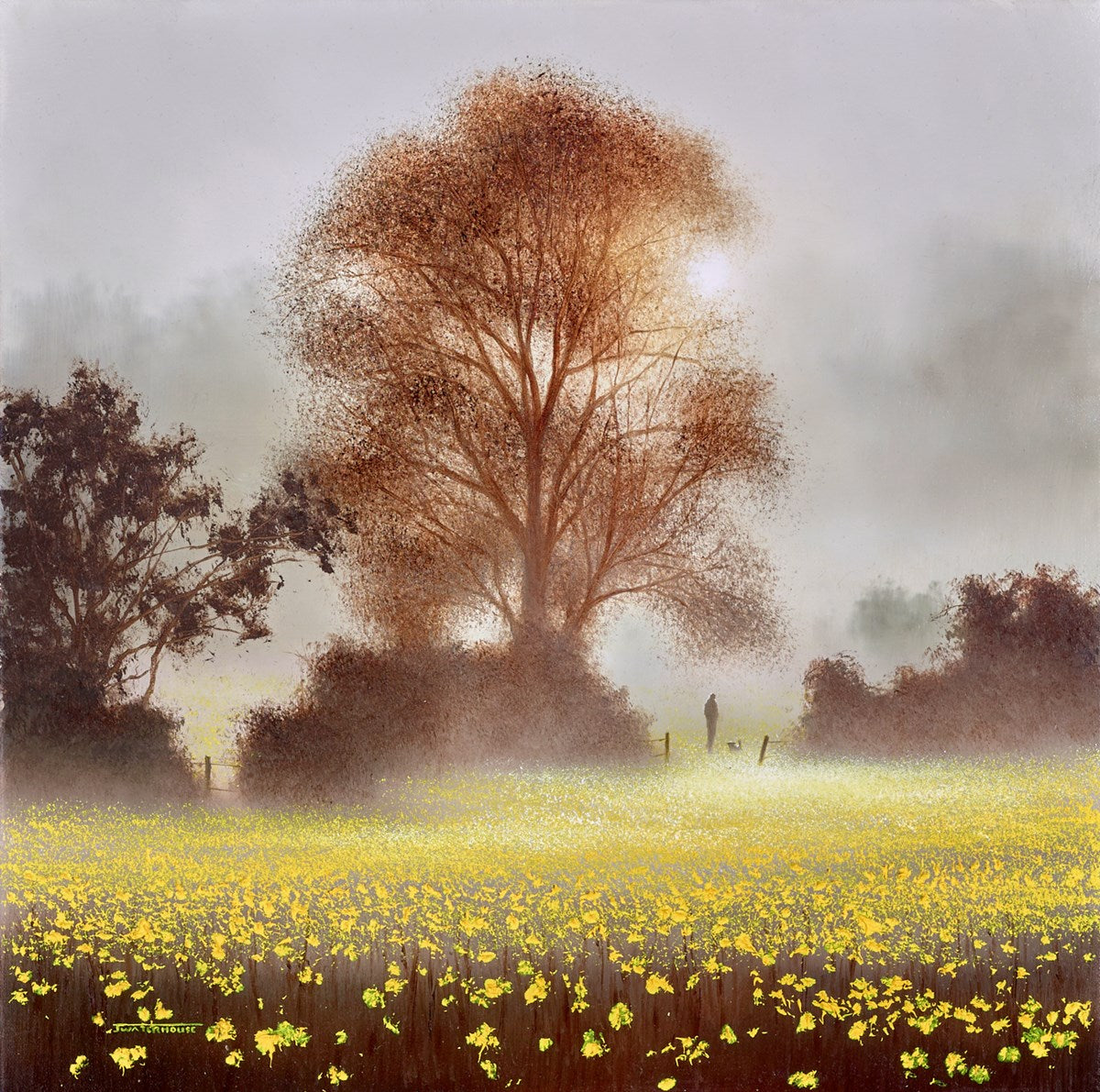 Buttercup Meadow