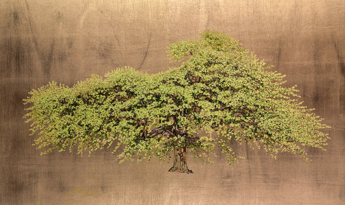 Wych Elm