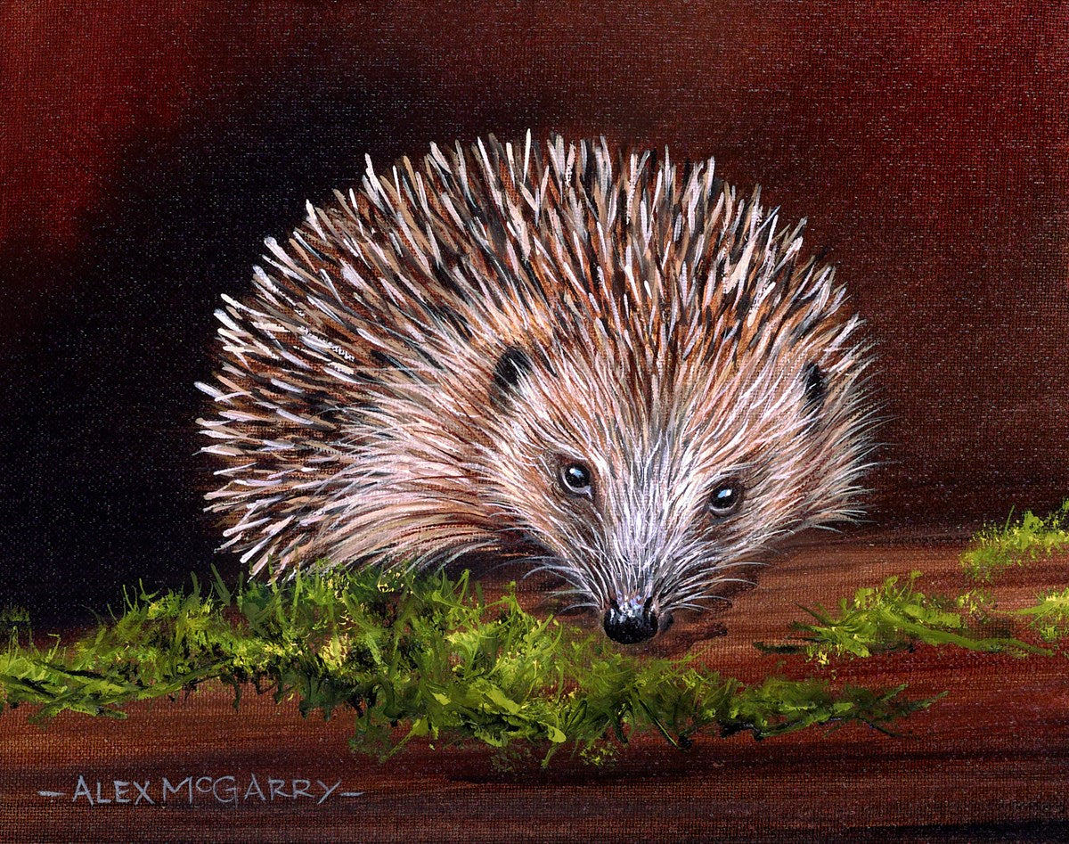 Hedgehog