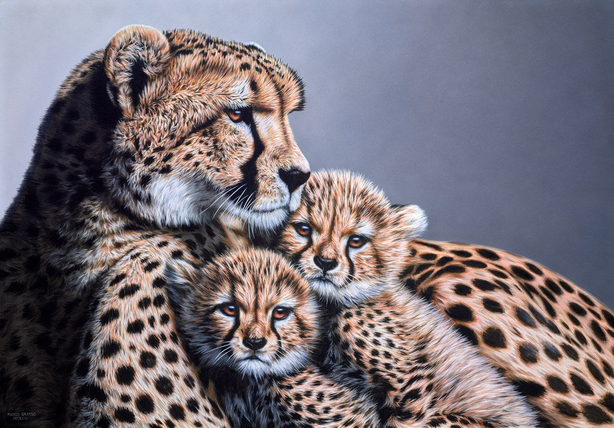 Cheetah