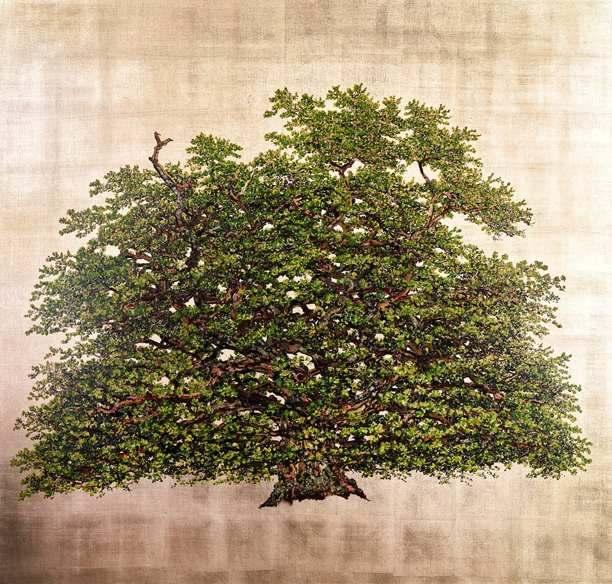 Bollingbroke Oak