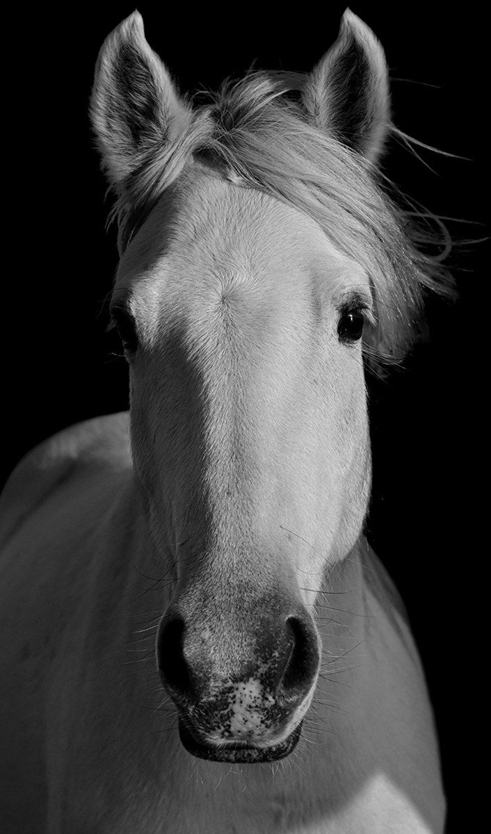Equus