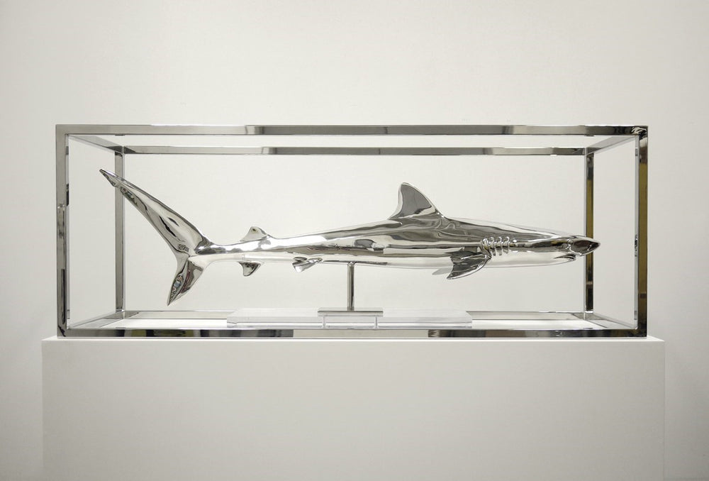 Study of Captivity (Tiger Shark)