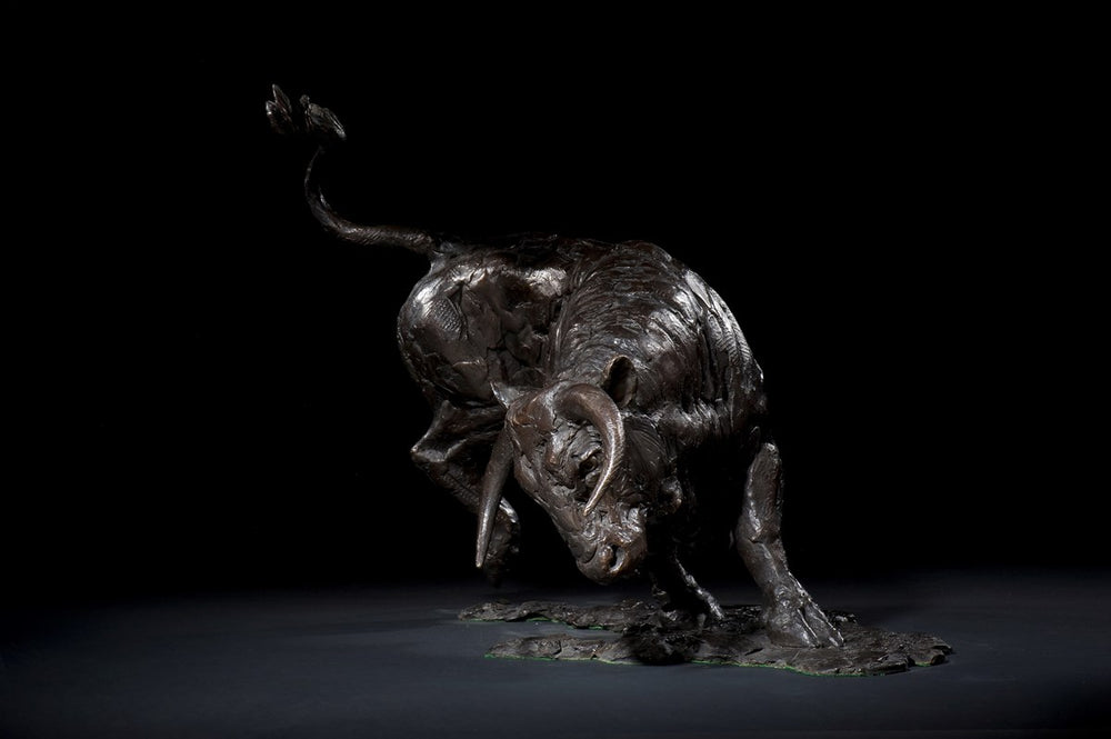 Bull Turning - 2007