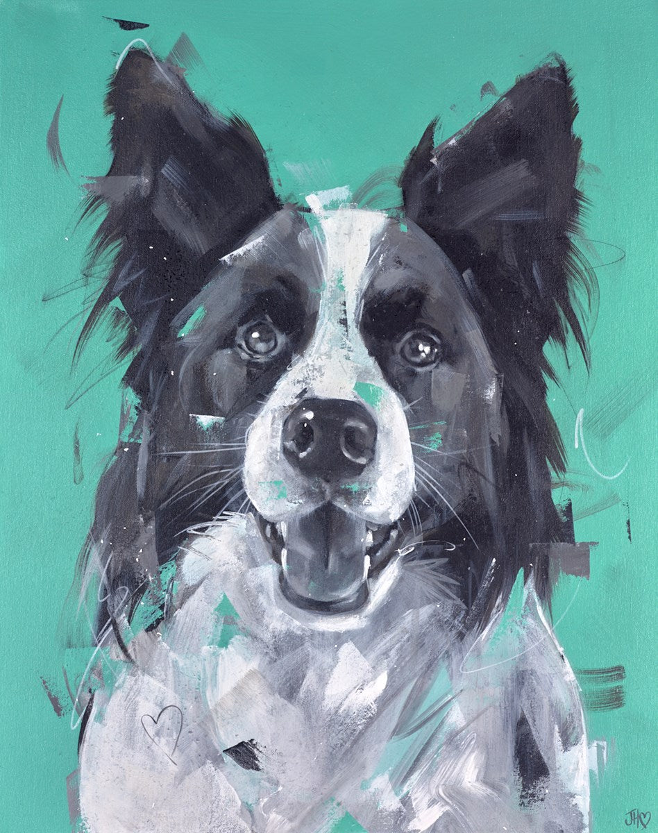 Collie Affection