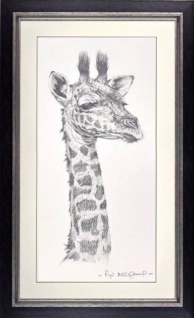 Baby Giraffe