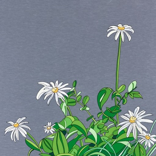 Oxeye Daisies
