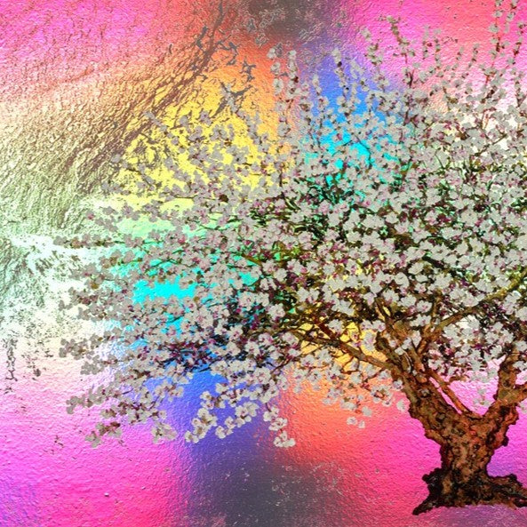 Lady Jane Grey, Rainbow Blossom