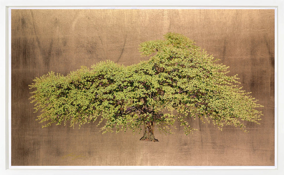Wych Elm