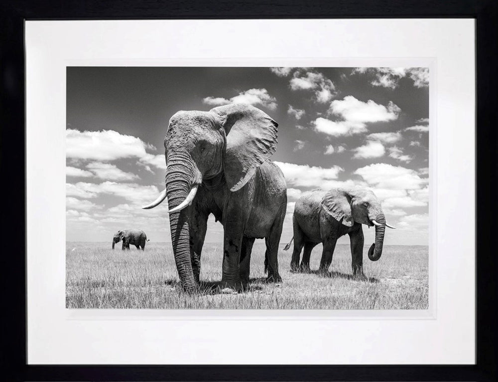 Matriarch (Framed)