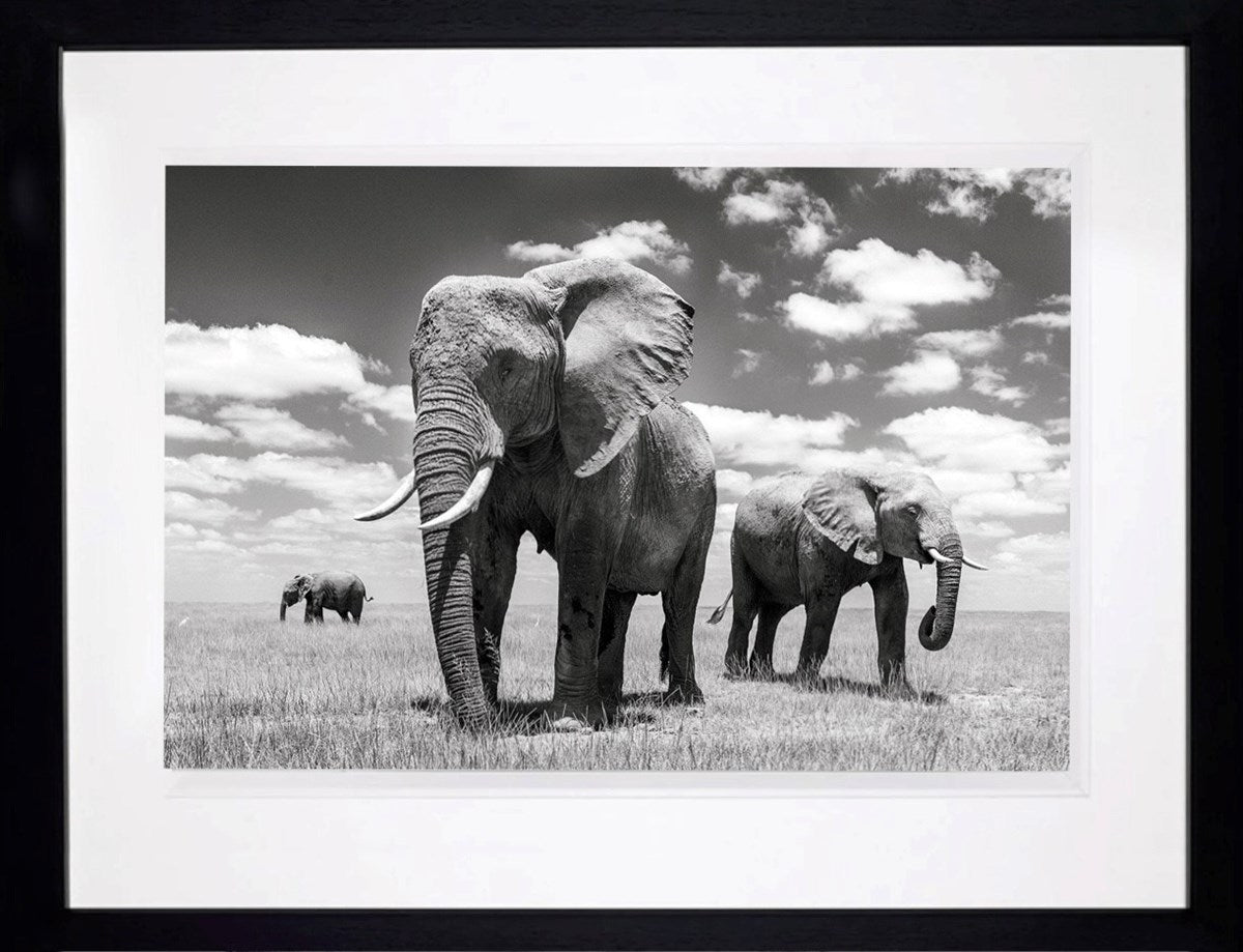Matriarch (Framed)