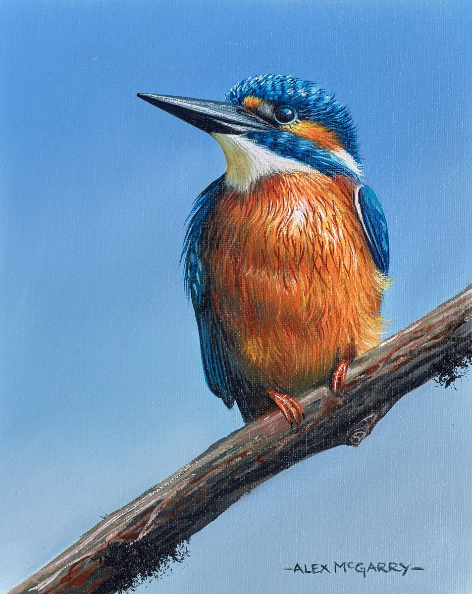 Kingfisher
