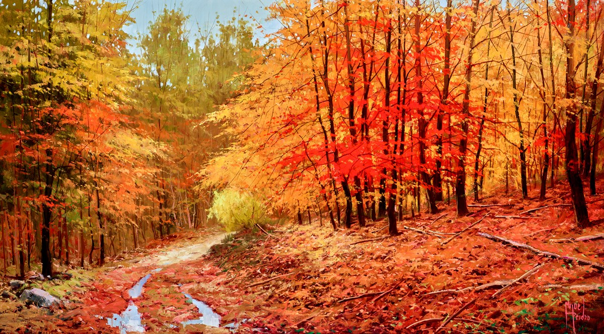 Bosque En Pinineos