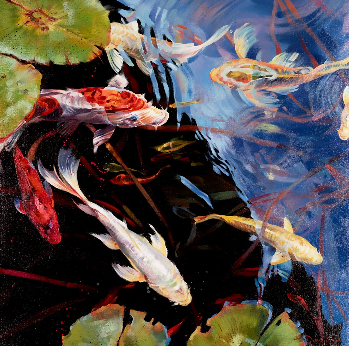 Koi Reflections
