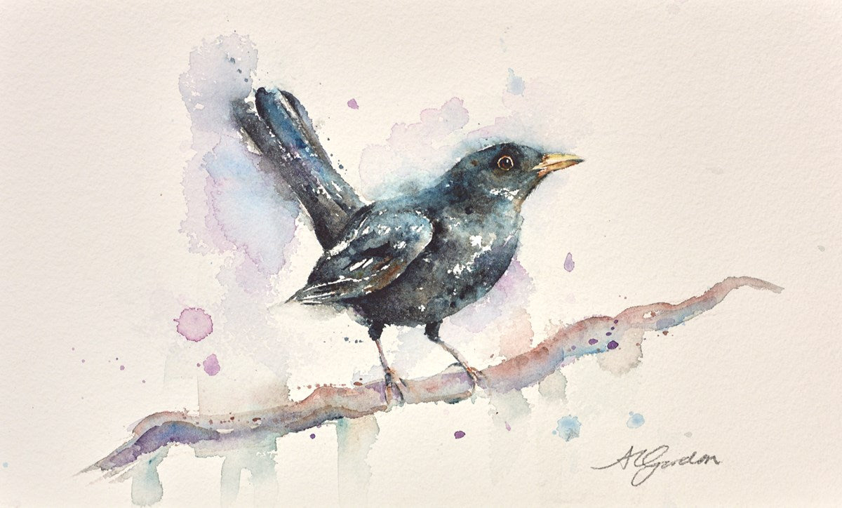 Male Blackbird