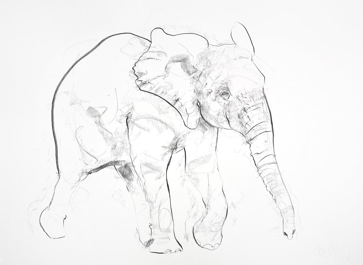 Young Elephant Sketch VII