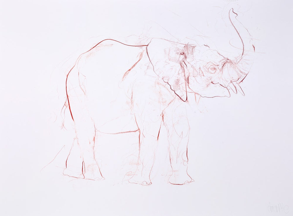 Young Elephant Sketch XIV