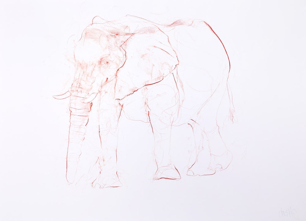 Young Elephant Sketch XII