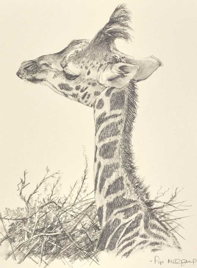Baby Giraffe III