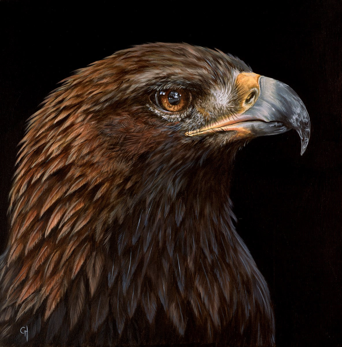 Eagle's Stare