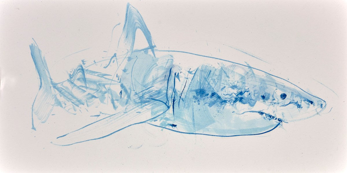 Great White Study II