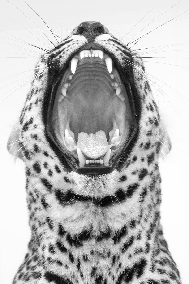 Never Change Your Spots
