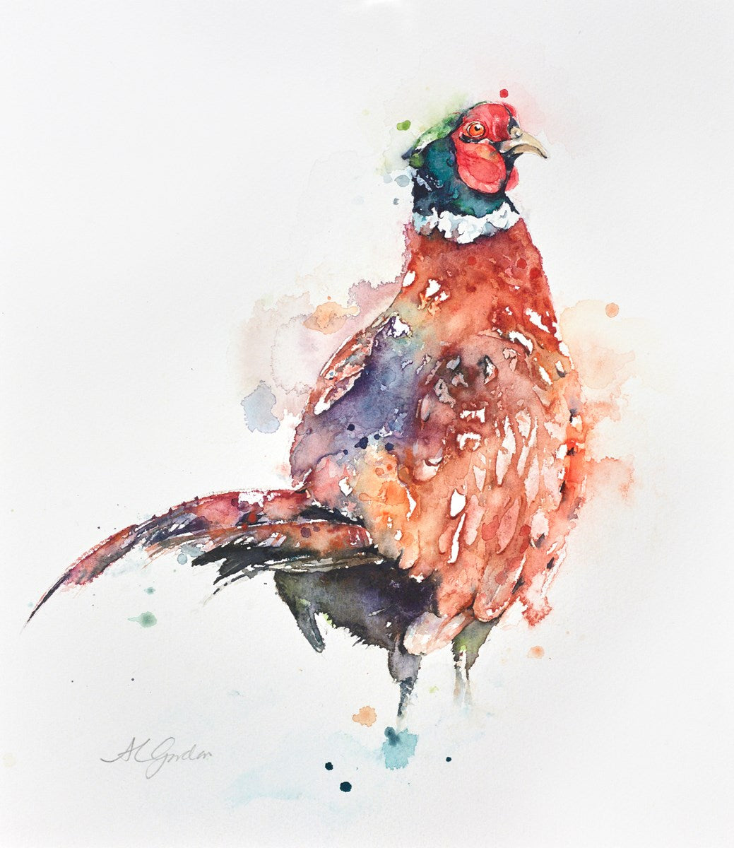 Handsome Gentleman Pheasant