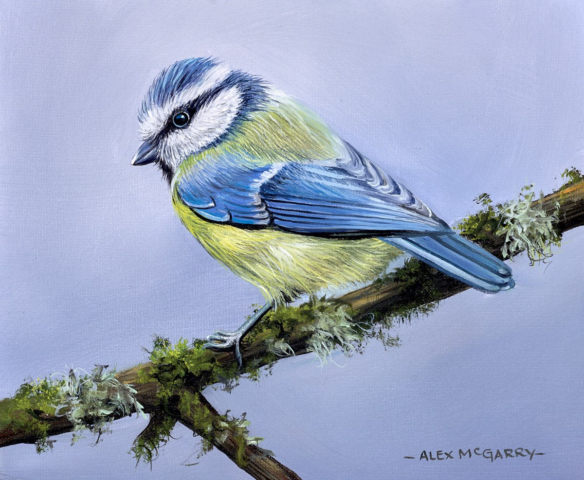 Blue tit
