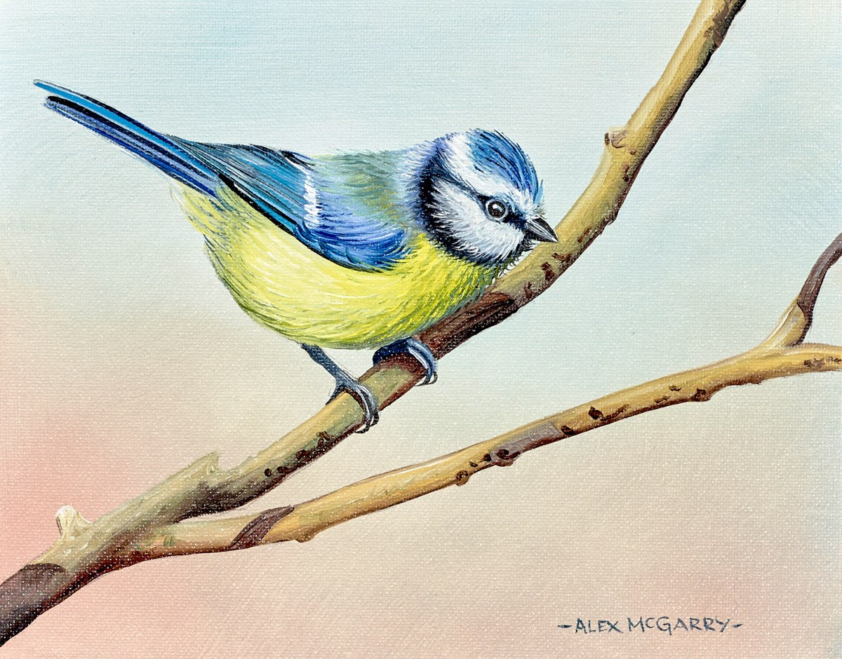 Blue Tit IV
