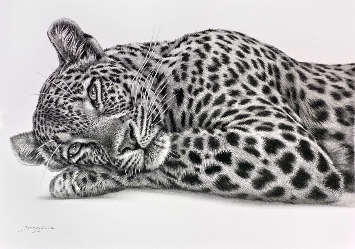 Lazing Leopard
