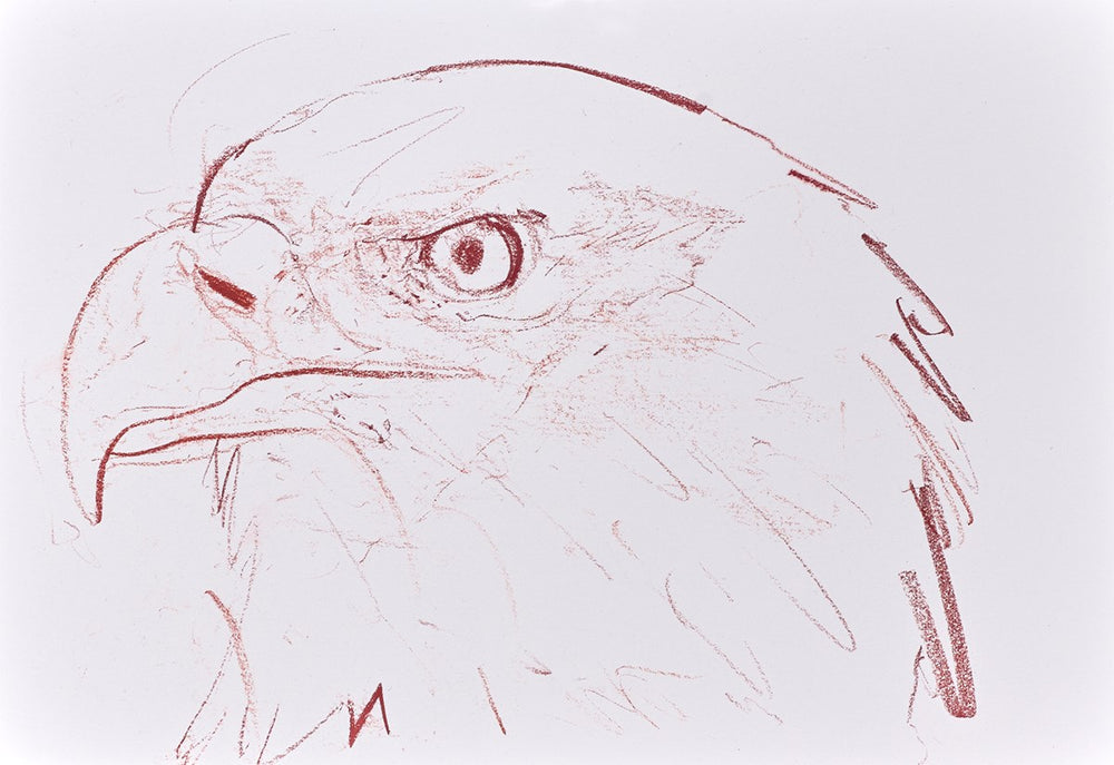 Bald Eagle Study I