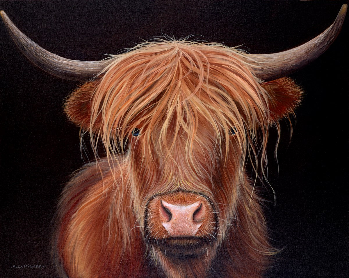 Highland Cow V